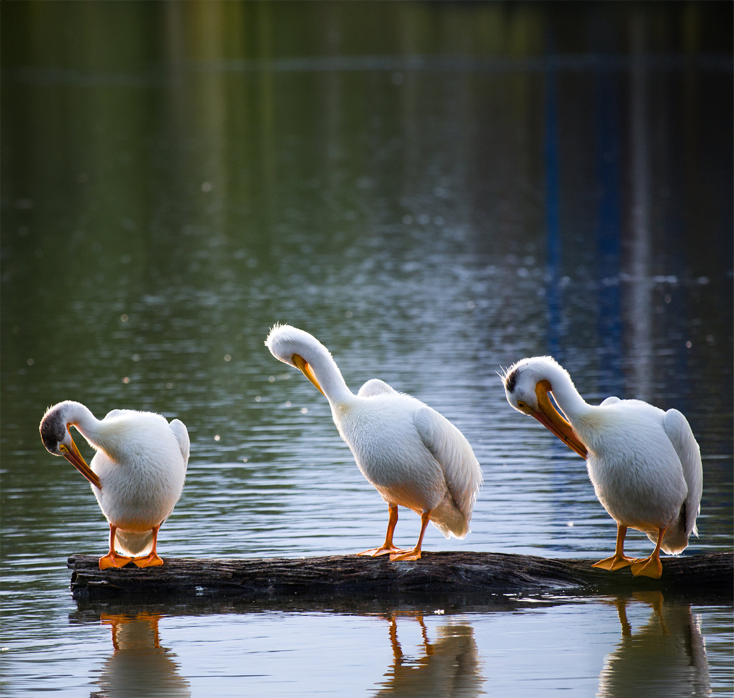 
                  
                    The Preening Pelicans
                  
                
