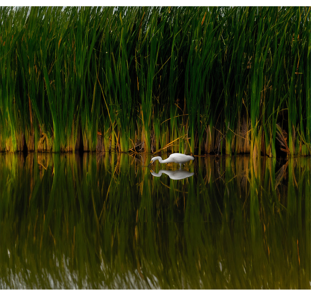
                  
                    The Great Egret
                  
                
