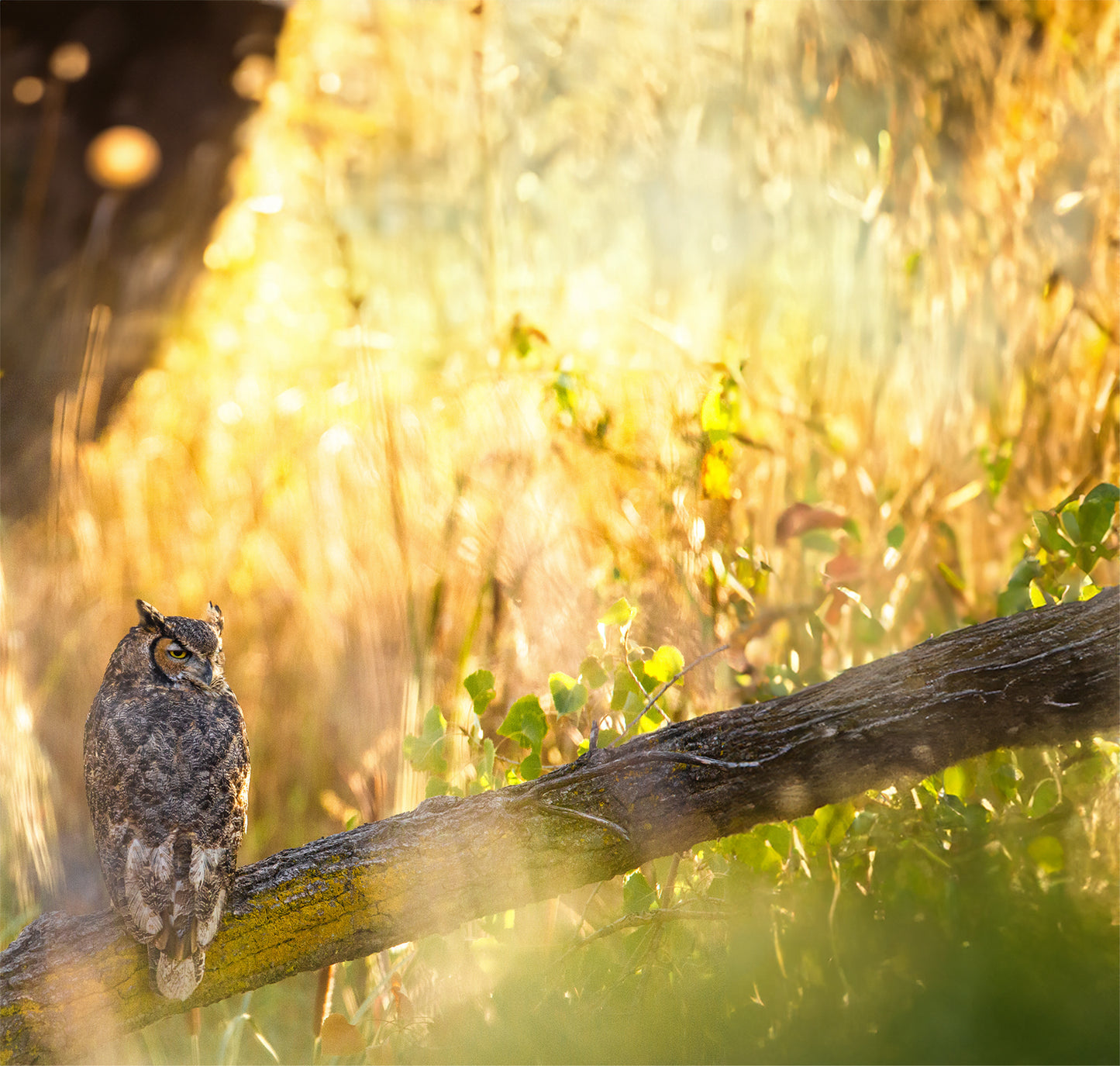 
                  
                    The Great Horned Owl
                  
                
