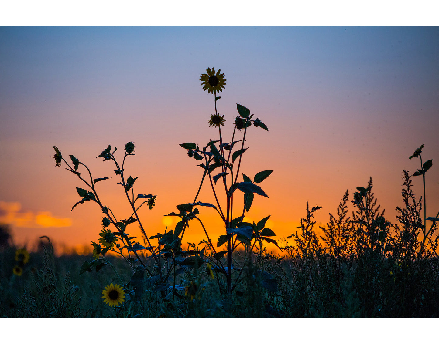 
                  
                    Sunflower Sunset
                  
                